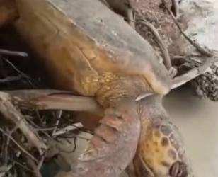 H3003005_ Snapping cool mo