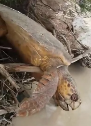 H3003005_ Snapping cool mo