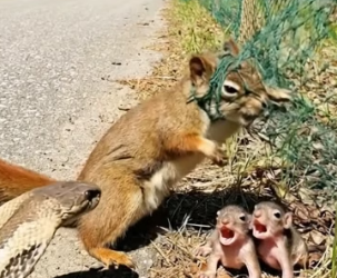 H0304011_Rescuing Mother Squirrel Tangled in Net by