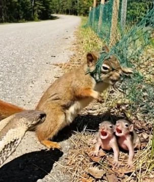 H0304011_Rescuing Mother Squirrel Tangled in Net by
