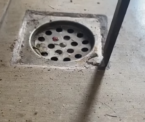 H0304012_Kitten rescued drain pipe