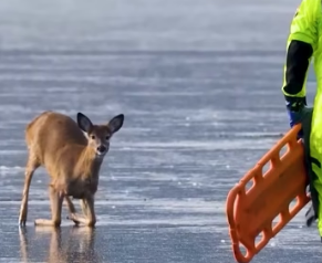 H0304014_Terrified deer learns to trust her rescuer