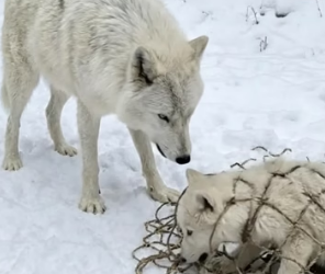 H0304013_Mother Arctic Wolf Pleads an Old Man to Sav