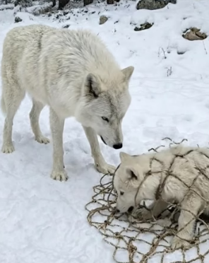 H0304013_Mother Arctic Wolf Pleads an Old Man to Sav