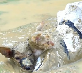 H0304019_Rescue cat dog abandoned in swamp #animals