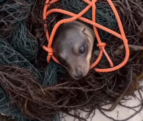 H0304015_Trapped Sea Lion Was Hidden Under Tangled Net