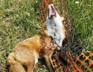 H0304016_When man rescues fox trapped in net on