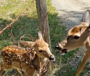 H0304018_Rescuing Fawn Trapped in Fence, While Moth