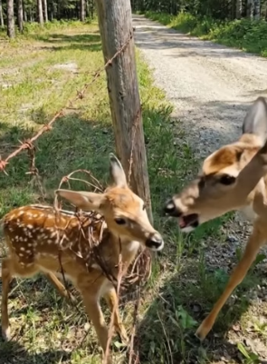 H0304018_Rescuing Fawn Trapped in Fence, While Moth