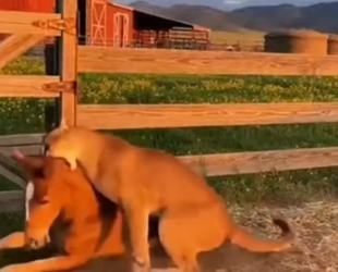 H0404001_Hero Farm Dog Saves Foal Attack