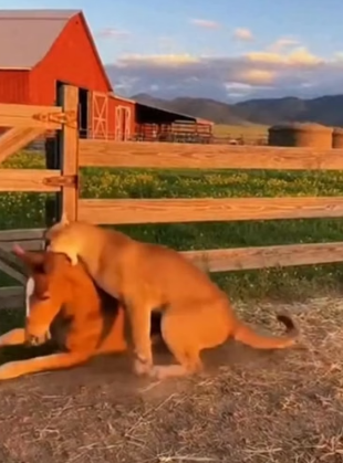 H0404001_Hero Farm Dog Saves Foal Attack