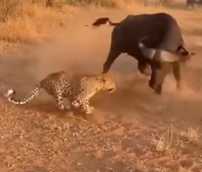 H0404002_Amazing animal tales