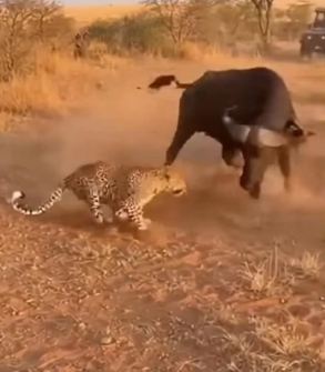 H0404002_Amazing animal tales