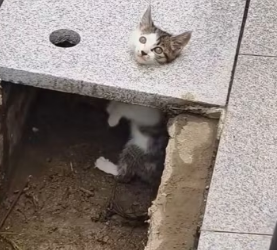 H3103001_Man rescue kitten decided to adopt it