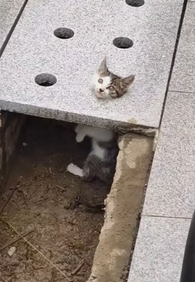 H3103001_Man rescue kitten decided to adopt it