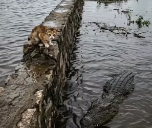 H0404003_Brave Rescue! Kitten Saved Floodwaters