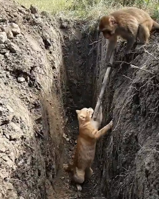 H0404007_Incredible Rescue!