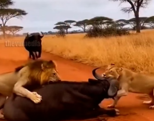 H0404008_Buffalo Saves Friend Lion Pride!