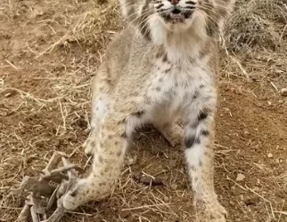 H0404009_man rescued trapped bobcat adopted it