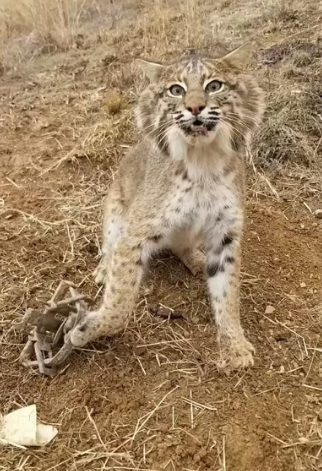 H0404009_man rescued trapped bobcat adopted it