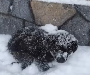 H3103003_found puppy covered in snowflakes in snow.