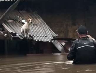 H0404010_couple rescued poor dog adopted it #ani