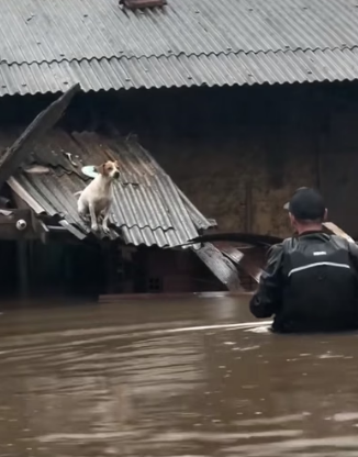 H0404010_couple rescued poor dog adopted it #ani