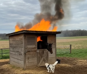 H0404012_Animal warning to humans #dogs #rescue