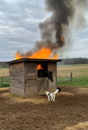 H0404012_Animal warning to humans #dogs #rescue