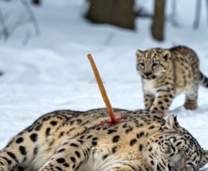 H0404013_Tiny Snow Leopard Cub Saves His Wounded Mother wit