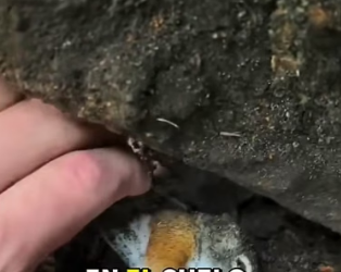 H0404014_Rescate de Ardilla bebé #ardilla #viral #animals