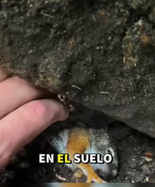 H0404014_Rescate de Ardilla bebé #ardilla #viral #animals