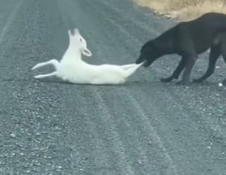 H0404016_saw lamb being bitten on hind leg by dog