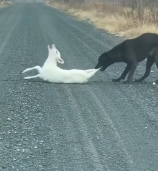 H0404016_saw lamb being bitten on hind leg by dog