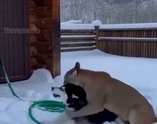 H0404019_Man Uses Baseball Bat to Save Dog Mountain Li