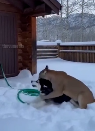 H0404019_Man Uses Baseball Bat to Save Dog Mountain Li