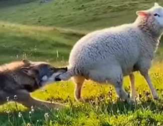 H0404020_Amazing escape by dominant farm sheep