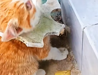 H0604001_rescue poor kitten happy ending #rescue #kit