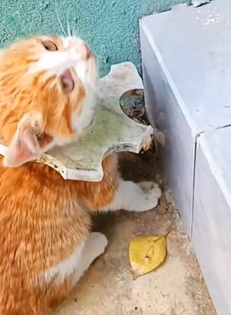 H0604001_rescue poor kitten happy ending #rescue #kit