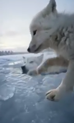 H0604002_Tiny Wolf Cub Saves His Freezing Mother Animal