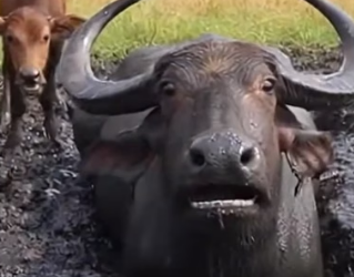 H0604003_ After the crime boss was arrested