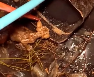 H0604004_Rescue cat#rescueanimals #animalsoftiktok #fyp