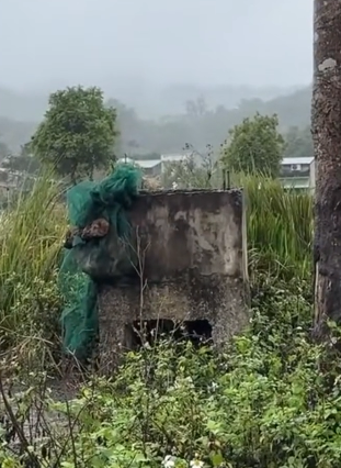 H0604005_#rescue #rescueanimals #rescuepuppy #fyp #animals