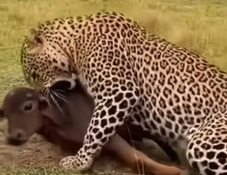 H0604007_calf on edg