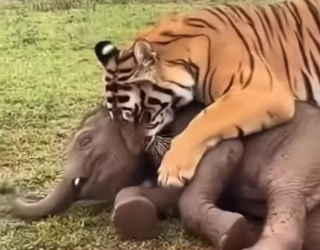 H0604008_ Miracle Escape!