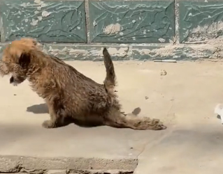 H0604009_dog was hit by car had its hind legs