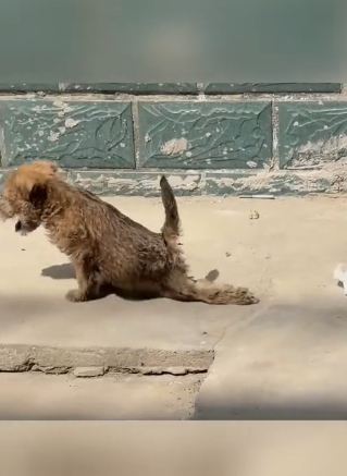 H0604009_dog was hit by car had its hind legs