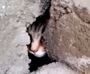 H0604010_Rescue cat trapped in crack of wall