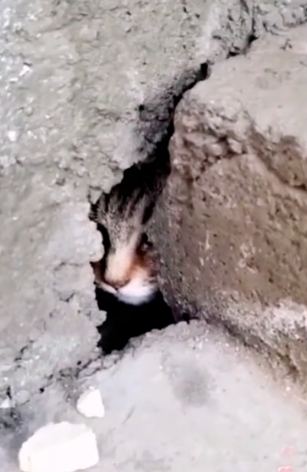 H0604010_Rescue cat trapped in crack of wall