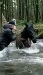 H0604011_Brave Husky Dog Saved Trapped Horse
